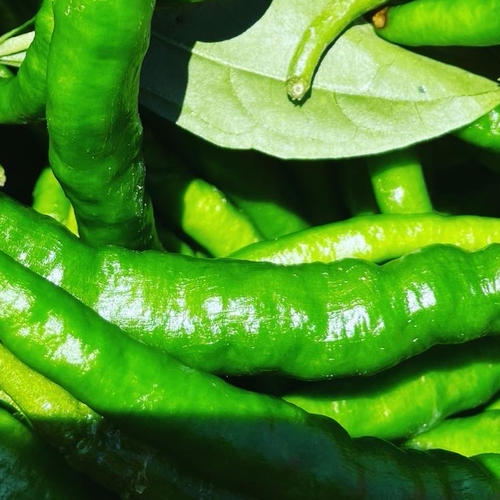 農薬使用7割減】岐阜県中津川伝統野菜「あじめこしょう一味」3本