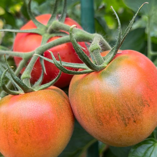土佐まほろばトマト ｜ 野菜/トマト 産直アウル 農家・漁師など生産者