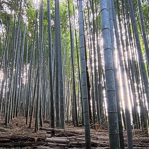 くりやまさんちの栗🌰 ｜ 果物/栗 産直アウル 農家・漁師など生産者