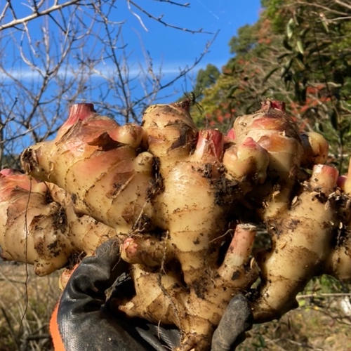 高知土佐四万十赤生姜2kg【栽培時農薬・化学肥料不使用】 ｜ 野菜/薬味