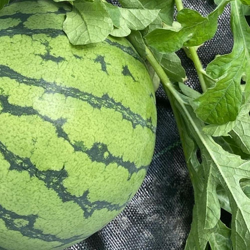 5キロ農薬・化学肥料不使用生ニンニク ｜ 野菜/にんにく 産直アウル