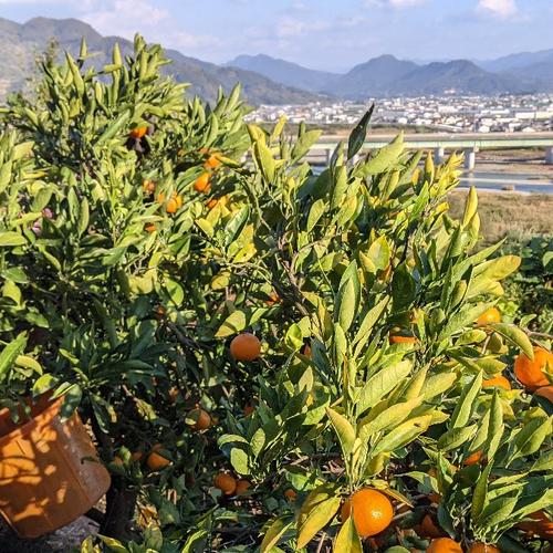 【モカ】1000ｍｌみかんジュース各6本+大ブス甘平6Kg　【２箱縛りで】 平武農園の 無添加100％みかんジュース 1000ml×1本 〜 お取り寄せ