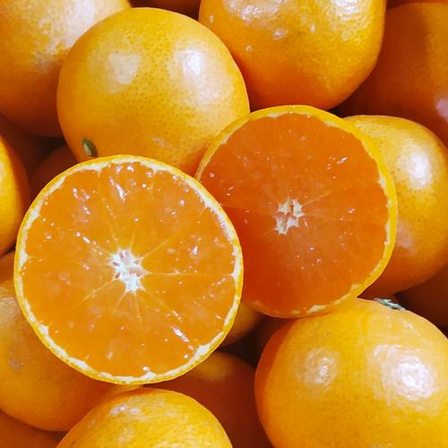 予約限定】 お得にお試し！ たぐち早生みかん 2.5kg 香川県観音寺市産