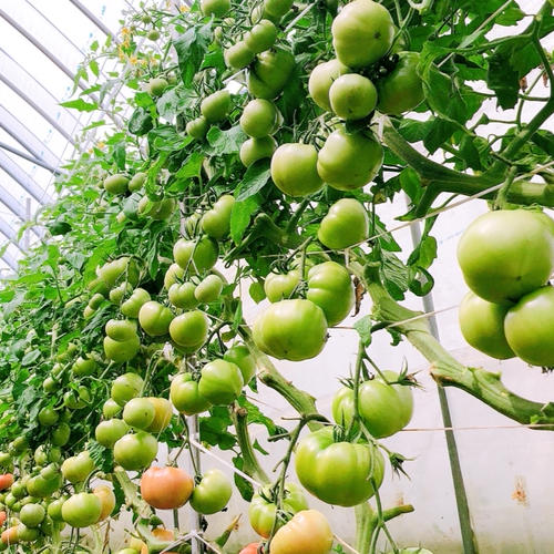 期間限定！SSサイズのちっちゃな桃太郎トマト ｜ 野菜/トマト 産直