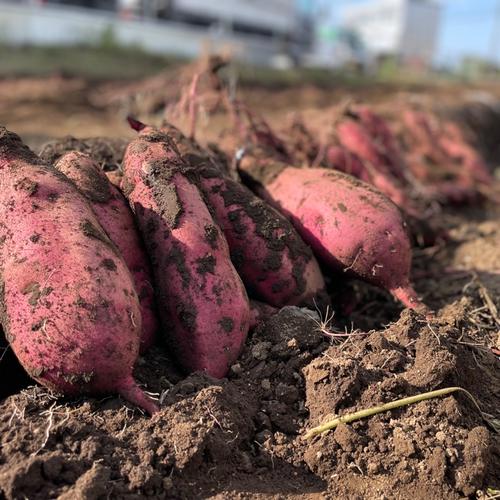 熟成シルクスイート 4㎏箱(M-2Lサイズ) | 野菜/さつまいも 産直アウル