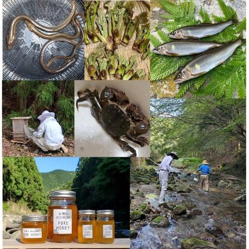 巣箱1>和歌山古座川産 日本みつばちの蜜500g 2年蜜 天然 ミツバチ