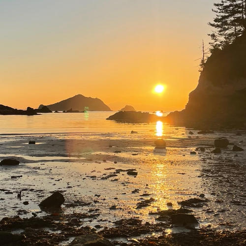 タコ壺漁で捕っている瀬戸内海産マダコ2キロ（1匹から3匹） | 魚介類