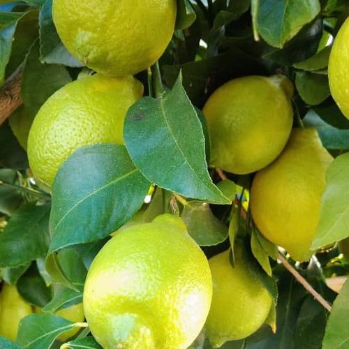 超希少デザートライム！オーストラリアンブラッドライム🥭300g | 果物