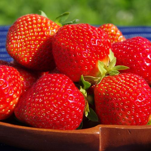 朝採れ当日発送！84粒（42玉2パック）！夏秋いちご 青森県産 すず