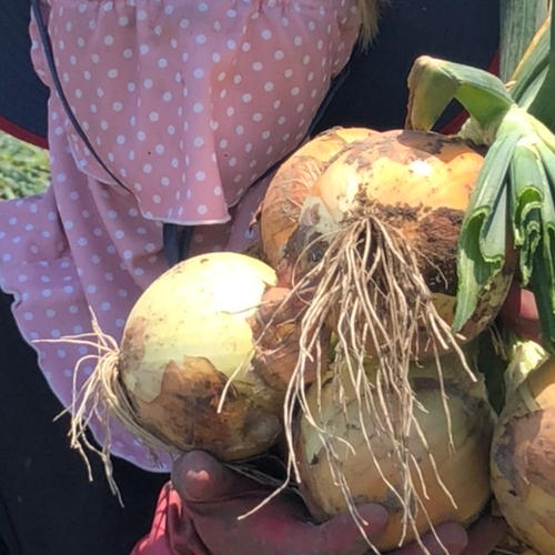 竹川ファームの淡路島産新玉ねぎ 最高品種 七宝 ｜ 野菜/玉ねぎ 産直
