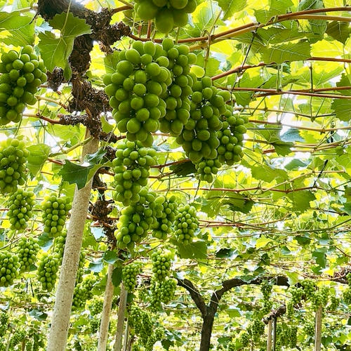 こだわりの厳選葡萄】希少品種 富士の輝&シャインマスカット(約1.4kg