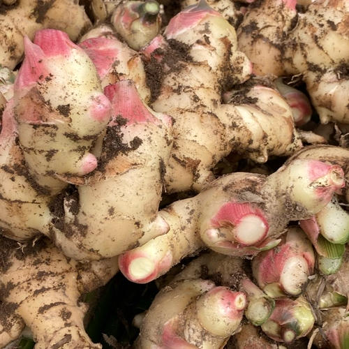 飲食店向け】ハナコの囲い生姜 10kg | 野菜/薬味 産直アウル 農家から