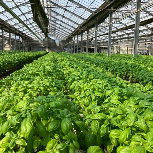 柏原農園の新鮮フレッシュバジル ｜ 野菜/ハーブ 産直アウル 農家