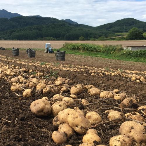朝採り 北海道産】アスパラ Lサイズ 1kg ｜ 野菜/アスパラガス 産直