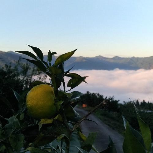 農家直送 宮崎県西米良の青ゆず キズそこそこ以下 約2kg | 果物/香酸