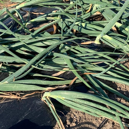 たまねぎ 七宝 新玉ねぎ Lサイズ 10kg 予約割引 ｜ 野菜/玉ねぎ 産直