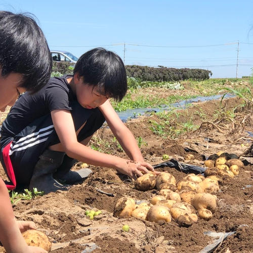 Sサイズ [信州産] 爽やかフェンネル ｜ 野菜/ハーブ 産直アウル 農家