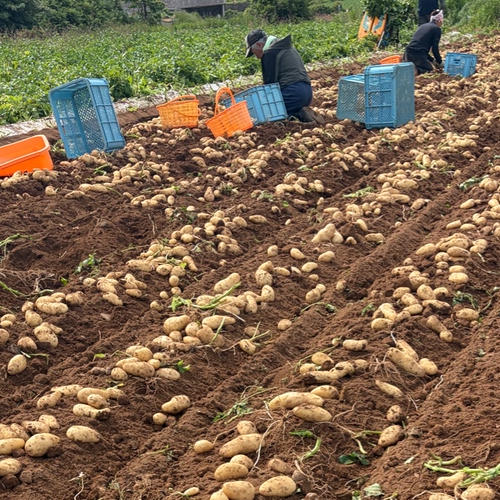 長崎県産 じゃがいも 1.3kg ｜ 野菜/じゃがいも 産直アウル 農家・漁師
