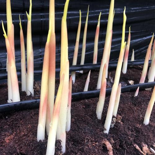 みょうが竹 7本パック ｜ 野菜/薬味 産直アウル 農家・漁師など生産者