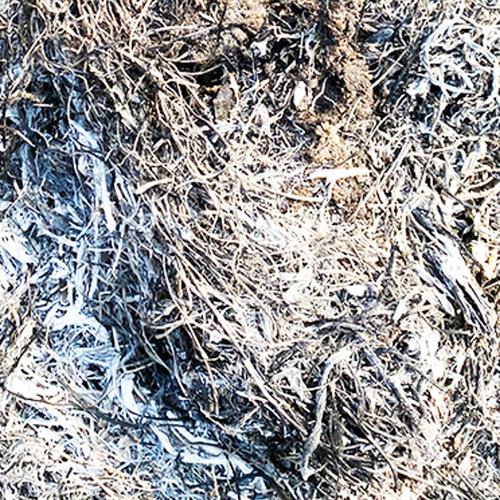 お試し】スコッチボネット（約100g） | 野菜/スパイス 産直アウル 農家