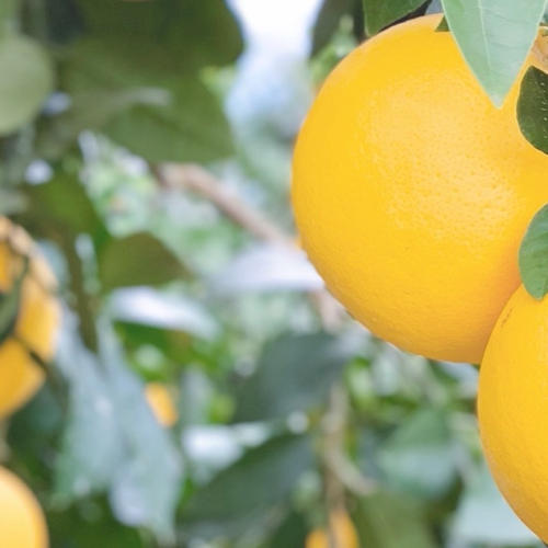 佐賀産＊ブラッドオレンジ・タロッコ8K | 果物/オレンジ・その他