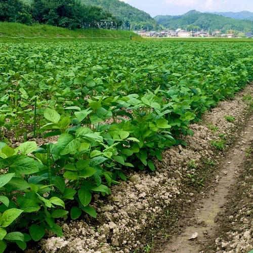 訳ありB級品！丹波篠山黒枝豆さや2kg(500g×4) | 野菜/豆類 産直アウル