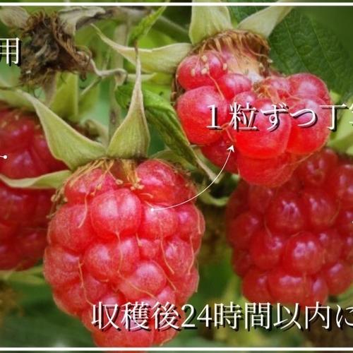 500g】大粒ブルーベリー&ラズベリーミックス ｜ 果物/ベリー類 産直