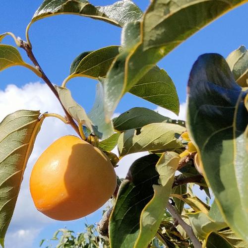 入手困難！】干し柿・吊るし柿用渋柿「三社柿(さんじゃがき)」約4kg