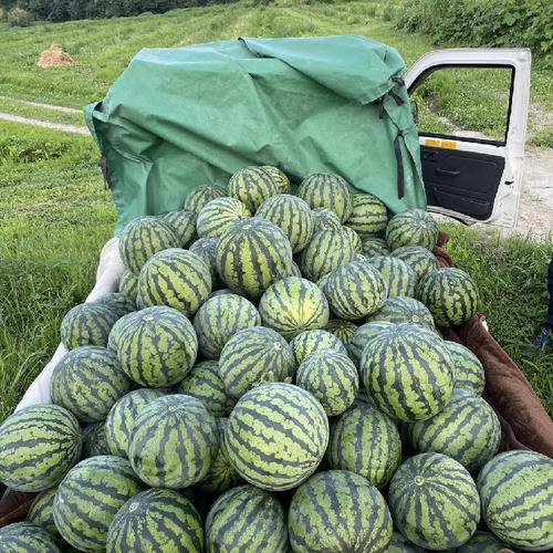 山形県産 すいか 羅皇ザ・スウィート 2Lサイズ 家庭用 | 果物/スイカ