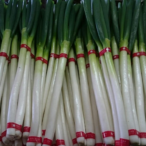 平野さんちの白ネギ大サイズ 約20本(約3キロ) | 野菜/ねぎ 産直