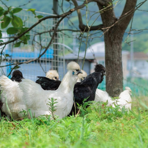 けいこ農園の真っ赤な黄身の濃厚鶏卵「栴檀双葉」 ｜ 卵/鶏卵 産直