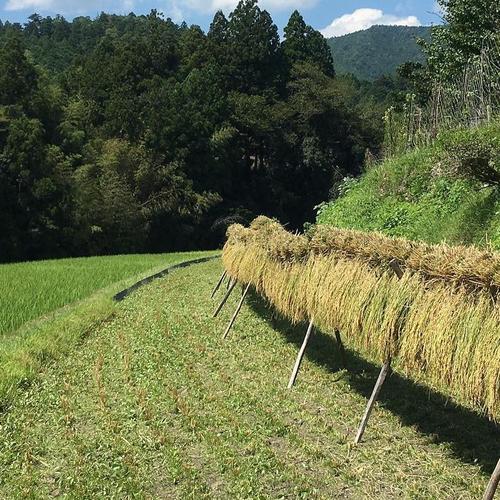 送料込み 三重県産 生落花生 2kg 無農薬無肥料栽培 おおまさり ｜ 野菜