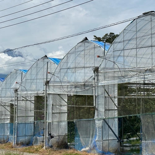 山梨県産ラ・フランス 約2kg 5～8個 3L以上 ｜ 果物/梨 産直アウル