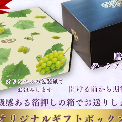 贈答用】岡山県産瀬戸ジャイアンツ2房［1.4キロ以上］贈答用大きめの房