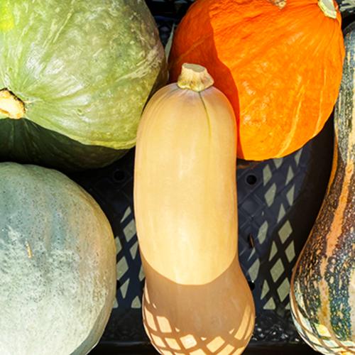 ハラペーニョ（約200g） | 野菜/スパイス 産直アウル 農家から直接野菜