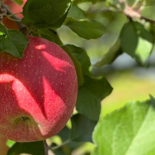 値下げ【数量限定】青森県ぐんま名月、家庭用約3kg自然の恵みたっぷり