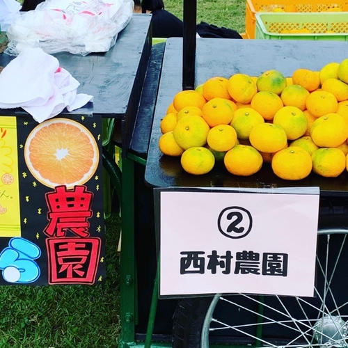 迎春におすすめ！温州みかん『大津8号』2Lサイズ | 果物/温州みかん