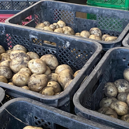 ○じゃがいも とうや M〜2Lサイズ ○10キロ ○北海道 ジャガイモ