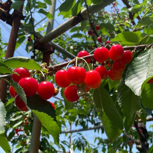 アウルだけの限定価格】紅さやか 1kg【お得なバラ詰め】 ｜ 果物