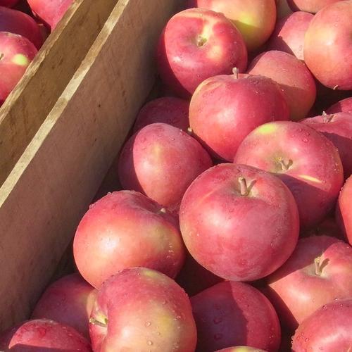 オホーツク産「ルビースイート」果肉が赤いりんご 約5Kg【クール便