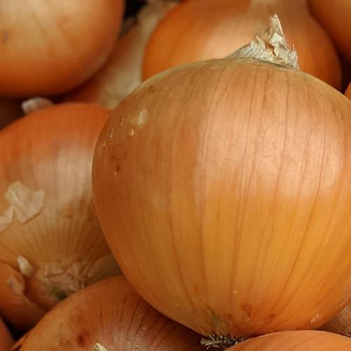 玉ねぎ農家の超極早生玉葱 | 野菜/玉ねぎ 産直アウル 農家から直接野菜