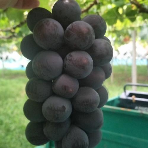 先着20名様限定】特選巨峰 特別価格 2～4名様向け | 果物/ぶどう 産直