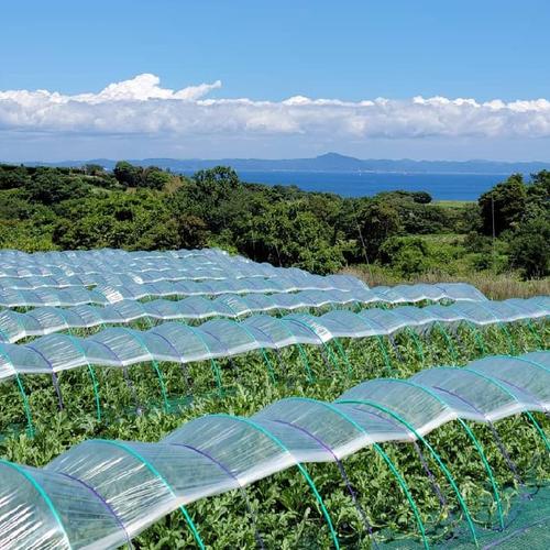 株式会社やまた農園（神奈川県・三浦市）｜生産者詳細｜産直アウル