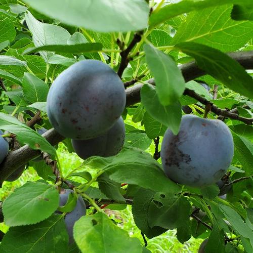 長野県産、生プルーン(くらしま早生) 1kg(家庭用) ｜ 果物/すもも