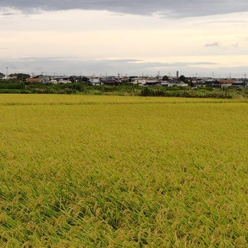 2025年産 コシヒカリ 玄米25キロ ｜ 米・穀物/玄米 産直アウル 農家