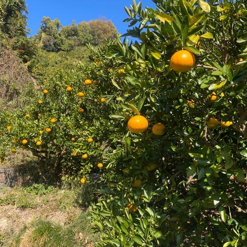 柚子 ゆず 2kg 農薬・化学肥料不使用 | 果物/香酸柑橘(ライム・レモン