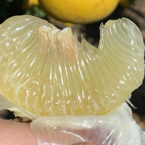 白木果樹園産(国産)ベルガモット ｜ 果物/オレンジ・その他みかん 産直