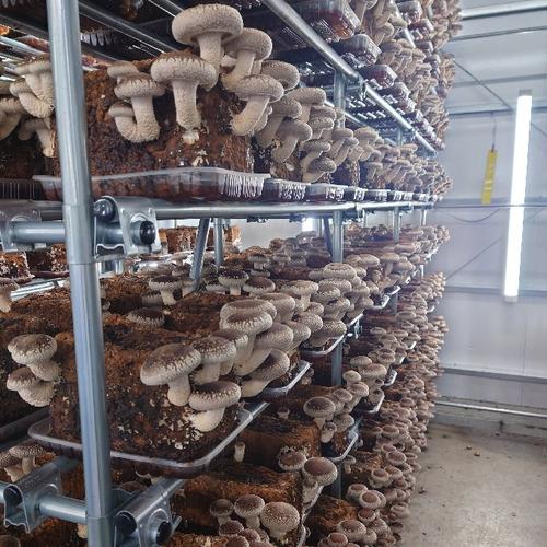 常温配送】朝採れ新鮮生しいたけ✨【1kg】M~Lサイズ | 野菜/きのこ