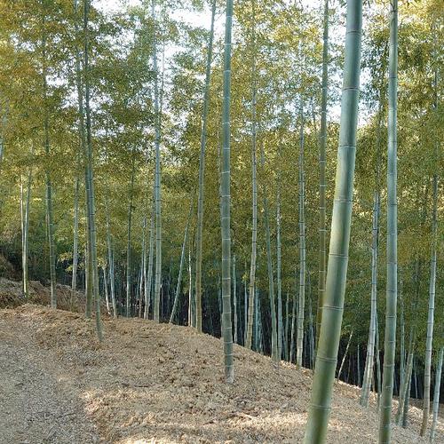 みぃさん専用：3月はしりの京都産たけのこ約3kg箱前後：クール便順送 京都産 上質朝堀タケノコ(サイズMIX)3kg ｜ 野菜/たけのこ 産直アウル