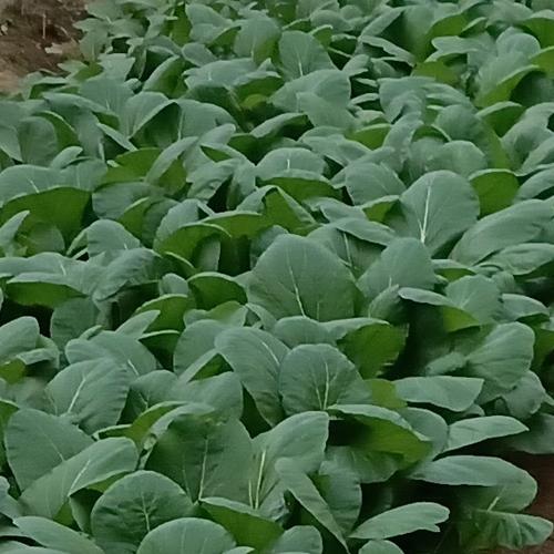 訳あり大根 20㌔入 大特価品 島根県から全国へ ｜ 野菜/大根 産直